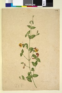 Pagina 254. Platylobium door John William Lewin