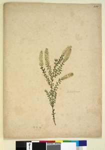 Pagina 255. Melaleuca door John William Lewin