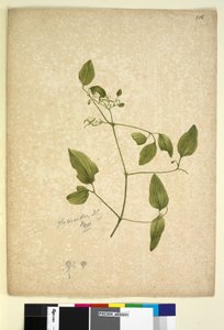 Pagina 256. Clematis glycinoides door John William Lewin