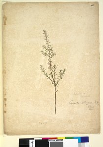 Pagina 261. Lissanthe strigosa door John William Lewin