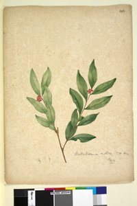 Pagina 263. Wikstroemia indica