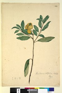 Pagina 264. Pomaderris elliptica door John William Lewin