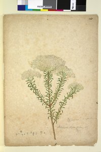 Pagina 268. Helichrysum diosmifolium Ozothamnus diosmifolius