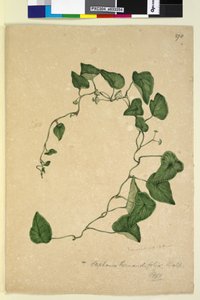 Pagina 270. Stephania hernandiaefolia