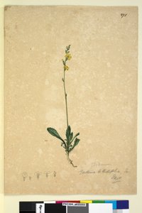 Pagina 271. Goodenia bellidifolia