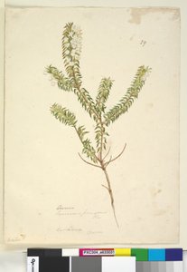 Pagina 29. Lysinema, c.1803-06 door John William Lewin