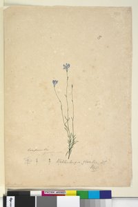 Pagina 37. Wahlenbergia gracilis