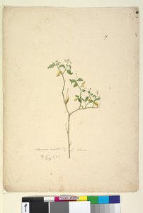 Pagina 39. Solanum nigrum door John William Lewin
