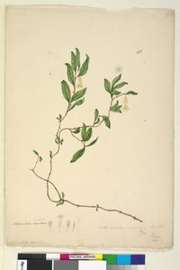 Pagina 43. Billardiera scandens door John William Lewin