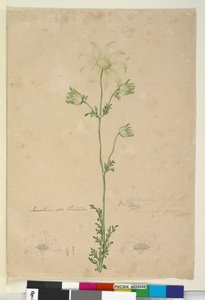 Pagina 48. Actinotus Helianthi door John William Lewin