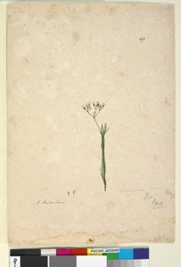 Pagina 49. Trachymene linearis door John William Lewin