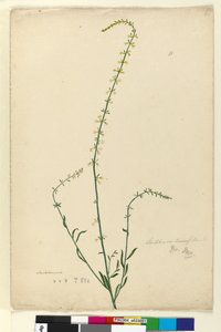 Pagina 51. Stackhousia door John William Lewin