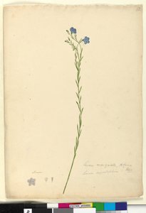 Pagina 52. Linum marginale door John William Lewin
