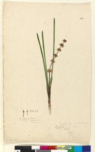 Pagina 62. Xerotes Lomandra multiflora