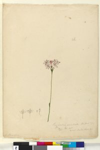 Pagina 63. Burchardia umbellata door John William Lewin