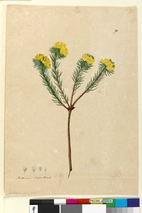 Pagina 70. Pultenaea stipularis