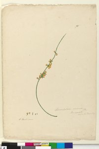 Pagina 75. Sphaerolobium vimineum