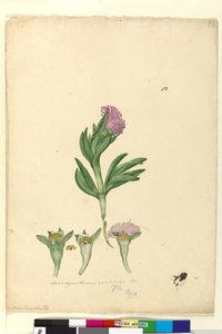 Pagina 82. Mesembryanthemum aequilaterale