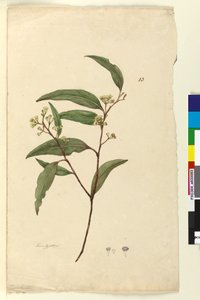 Pagina 83. Eucalyptus