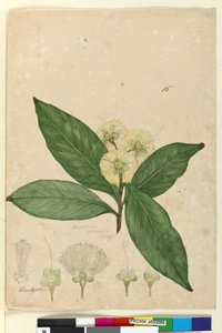 Pagina 85. Angophora intermedia