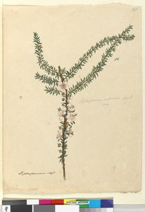 Pagina 86. Leptospermum scoparium