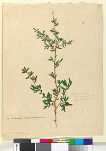 Pagina 88. Leptospermum flavescens door John William Lewin