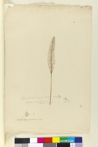 Pagina 8. Imperata arundinacea syn. Saccharum cylindricum, c.1803-06