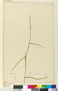 Pagina 9. Lepturus cylindricus, c.1803-06 door John William Lewin