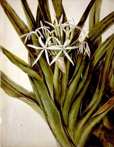 De Murray Lelie, cirinum pedunculatum door John William Lewin