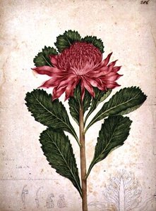 Waratah, telopea speciosissima
