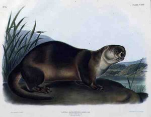 Lutra Canadensis of Lataxina Mollis (Canadese Otter), plaat 122 uit 