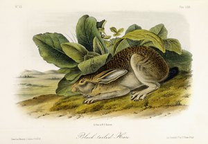 Zwartstaart Haas, c.1849-1854 door John Woodhouse Audubon