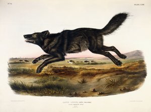 Zwarte Amerikaanse Wolf, Mannetje, 1845 door John Woodhouse Audubon