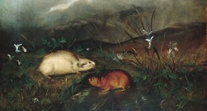 Hudsons Bay lemming, 1846 door John Woodhouse Audubon