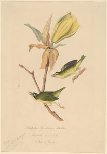 Kentucky vliegenvanger zanger door John Woodhouse Audubon