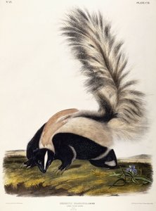 Grote Staart Skunk, 1846 door John Woodhouse Audubon