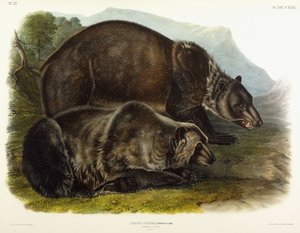 Mannelijke grizzlybeer, 1848 door John Woodhouse Audubon
