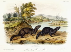 Bergbeekmink, ca. 1849-1854 door John Woodhouse Audubon