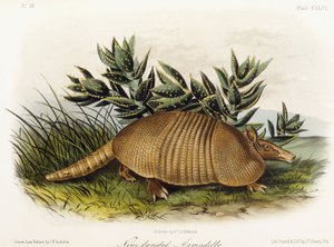 Negengordelarmadillo, 1849-1854 door John Woodhouse Audubon
