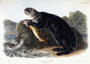 Zeeotter, jonge man, 1848 door John Woodhouse Audubon