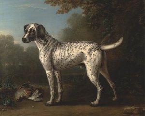 Een Grijs Gevlekte Hond door John Wootton