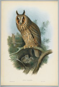 Otus Vulgaris - Ransuil, getekend door J. Wolf, gegraveerd door H. C. Richter door John after Gould