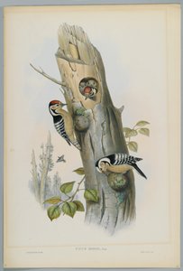 Picus Minor - Kleine Bonte Specht, gegraveerd door H. C. Richter door John after Gould