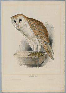 Strix Flammea - Kerkuil door John after Gould
