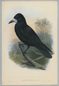 Onbekend beeld door John after Gould