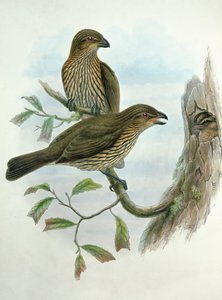 Ailuroedus Dentirostris, Tandbekkatvogel