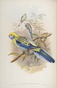 Platycerus cyanogenus, uit The Birds of Australia door John Gould door John and Richter Gould