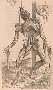 De humani corporis fabrica Over de Structuur van het Menselijk Lichaam door John of Calcar