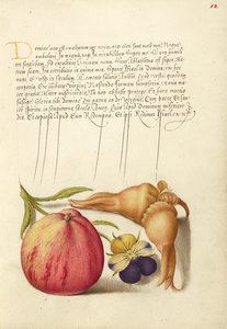 Appel, Wilde viooltjes en Wilde abrikoos
