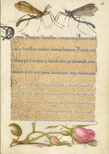 Kraanvogelvlieg, insect en Franse roos